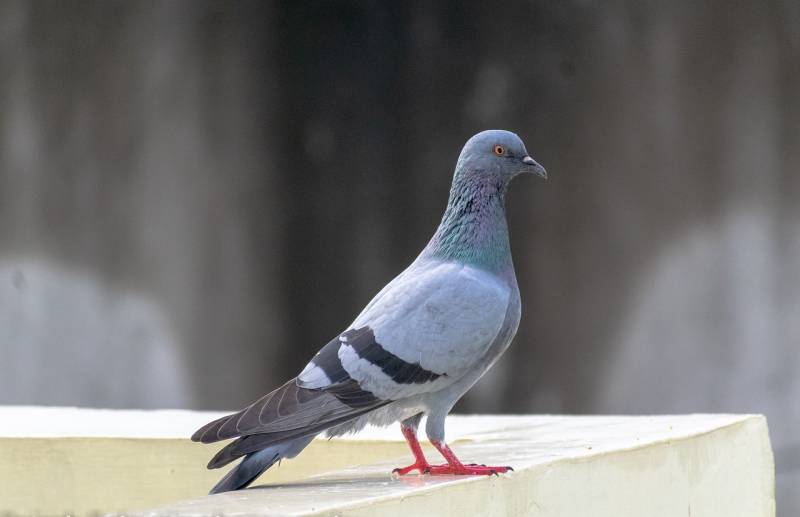 Filet anti-pigeons pour terrasse d'appartement à La Crau