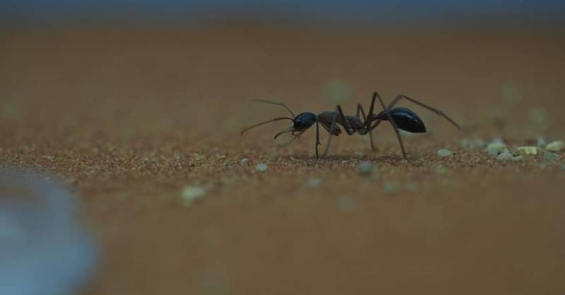 Société de désinsectisation pour invasion de fourmis à Toulon