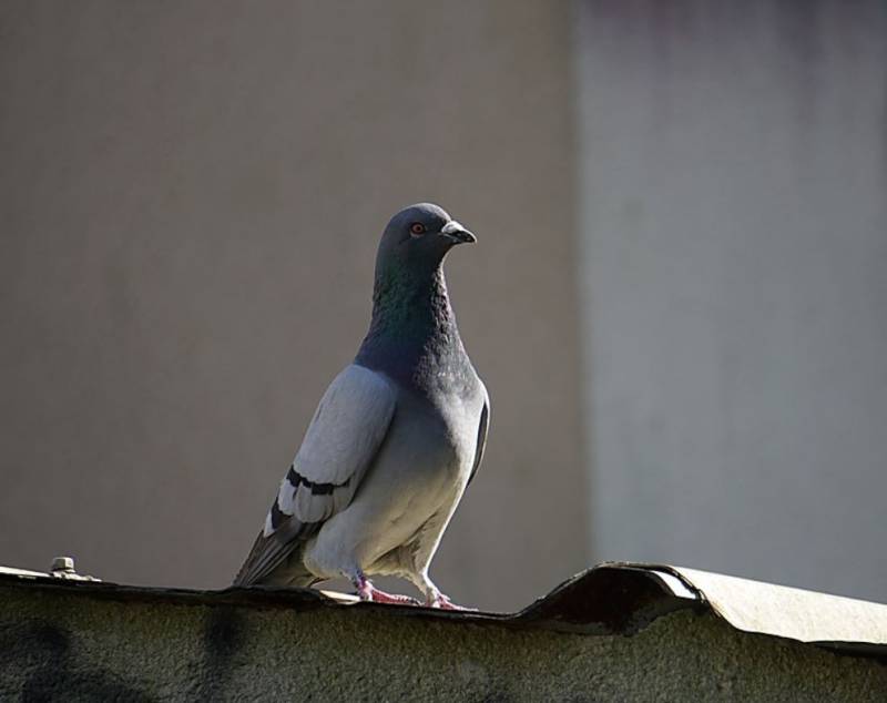 Dépigeonnage à Brignoles