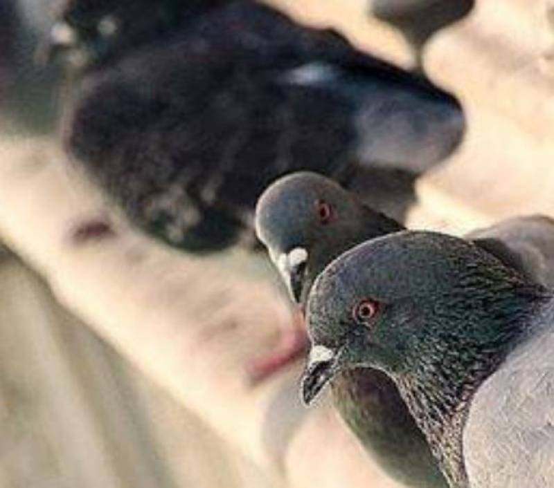 La solution pour éloigner les pigeons du balcon sans leur nuire