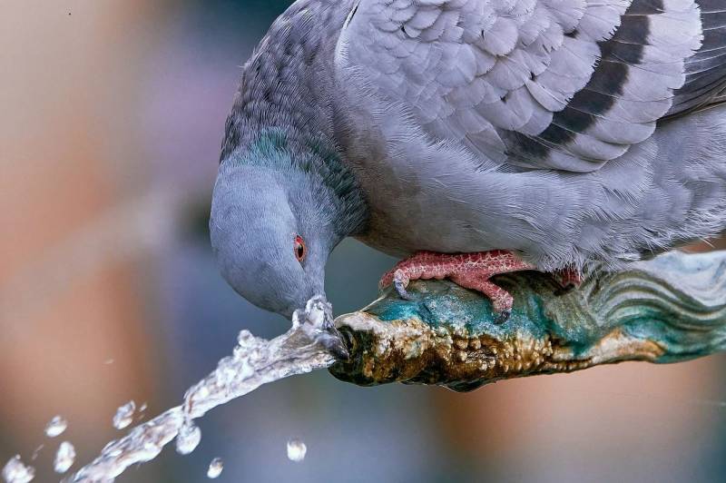 Dépigeonnage et nettoyage de fientes au Lavandou