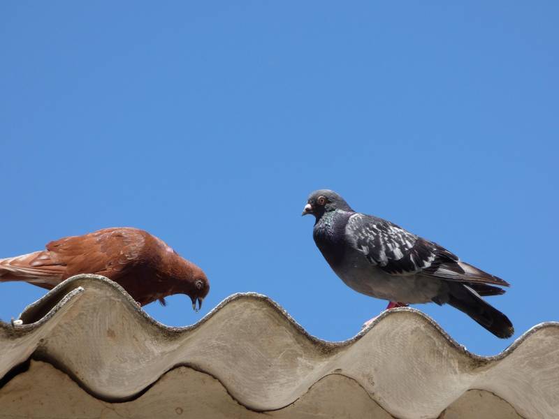 Dépigeonage de toiture Le Pradet